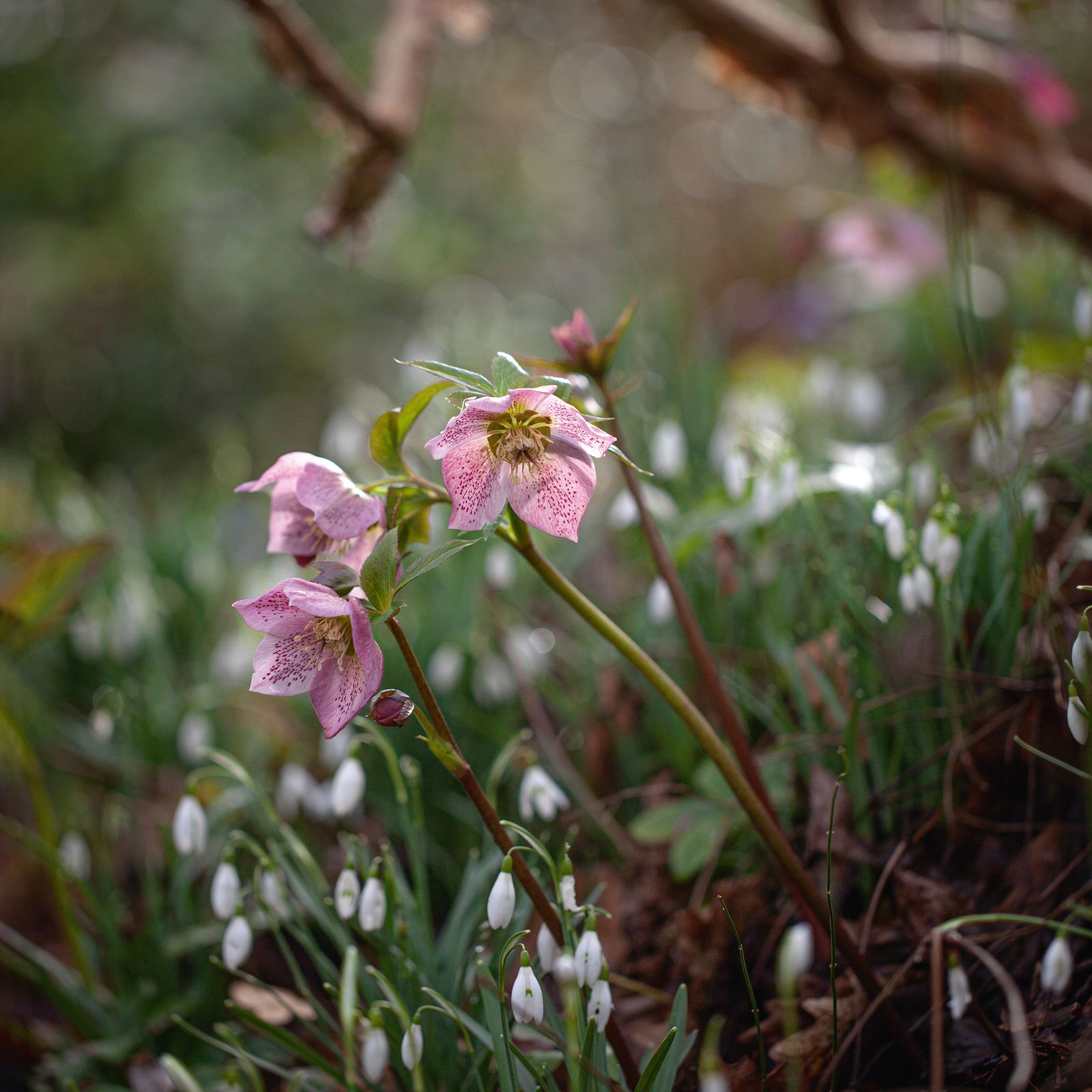 Winter-flowering plants to lift the frosty garden