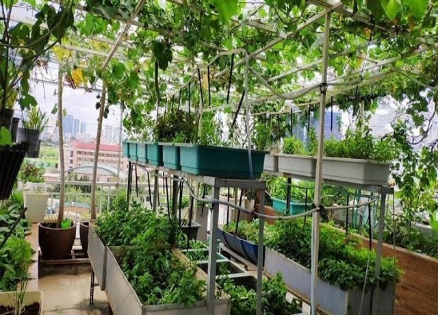 Vườn rau trên sân thượng – Một ý tưởng tuyệt vời cho thiết kế nội thất không gian xanh